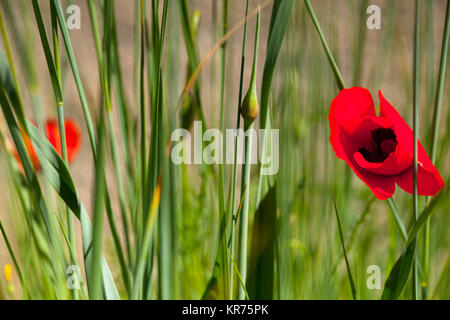 Coquelicot, Papaver, fleur rouge unique en plein air de plus en plus parmi les feuilles vertes. Banque D'Images