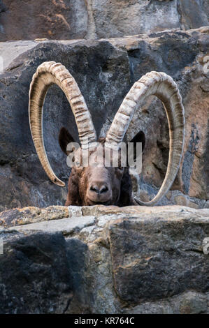 Grande vieille sibérienne ibex avec grandes cornes Banque D'Images