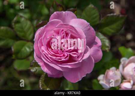 Belle nostalgique rose rose dans un jardin aux beaux jours. Rosengrafin Floribunda rose Marie Henriette. Kordes Banque D'Images