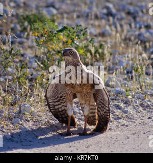 Pris dans la steppe Buzzard Etosha National Park Banque D'Images