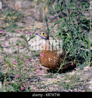 Un Burcell prises Ganga de dans etosha national park Banque D'Images