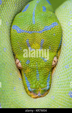 Green Tree Python (Morelia viridis) pendaison sur la branche en attente d'une proie. Semble être une pointe de la protection de ses bobines. Banque D'Images