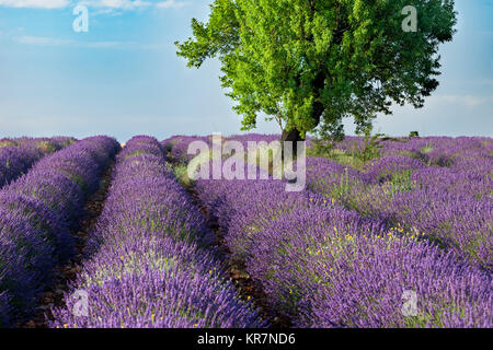 Des lignes le long de la lavande du Plateau de Valensole, Alpes- de-Haute-Provence, Provence France Banque D'Images