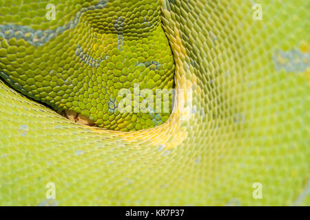 Green Tree Python (Morelia viridis) pendaison sur la branche en attente d'une proie. Semble être une pointe de la protection de ses bobines. Banque D'Images