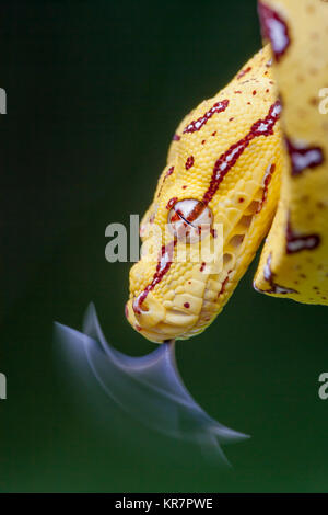 Jeune Arbre Vert Python (Morelia viridis) accroché sur le doigt de la direction générale de la langue. Banque D'Images