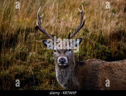 Glen Etive Deer Banque D'Images