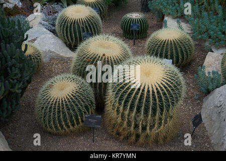 Bateau à quille, golden barrel cactus, golden-mère, coussin Banque D'Images
