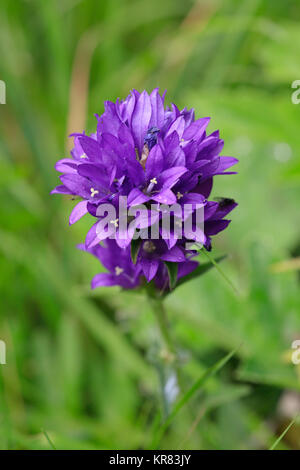 Campanula glomerata ou en touffes bellflower, campanula glomerata Banque D'Images