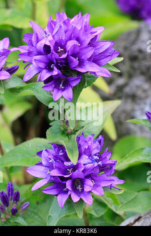 Campanula glomerata ou en touffes bellflower, campanula glomerata Banque D'Images