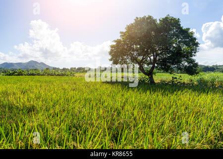 Le riz paddy meadow et arbre Banque D'Images