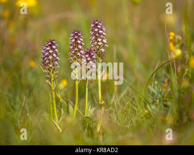 Groupe d'orchidées brûlées (Neotinea ustulata) dans terrain en gazon naturel Banque D'Images