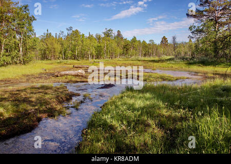 Le nord du marais. La Russie, les îles Solovetsky, mer Blanche Banque D'Images