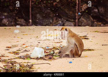 Petit Singe essayant de trouver un peu de nourriture dans carbage en plastique Banque D'Images