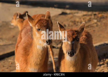 Paire de boutons d'antilopes dans le sable looking at camera Banque D'Images