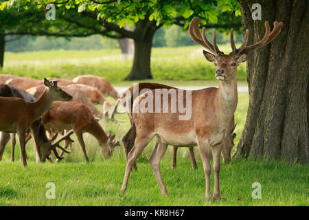 Red Deer stag et un troupeau de n'paissant dans une prairie domaine Banque D'Images