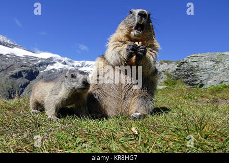 La famille de marmottes dans les montagnes. une marmotte femelle avec cub Banque D'Images