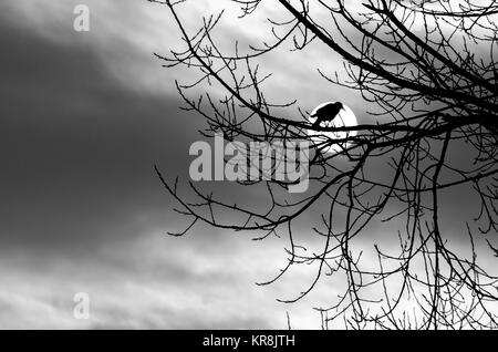 Silhouette corbeau sur une branche avec en arrière-plan dans une journée froide avec ciel nuageux, silhouette corbeau sur soleil. Banque D'Images