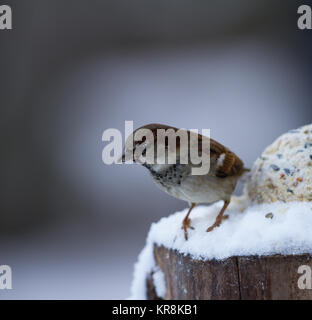 Moineau domestique Passer domesticus mâle seul sur la neige couverts log. Îles britanniques Banque D'Images