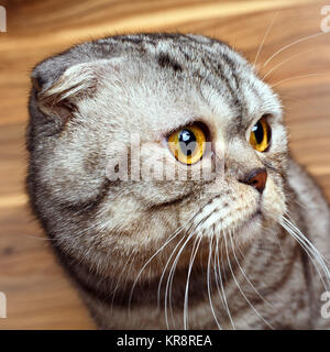 Rayures bicolores avec les yeux de chat jaune pleurer Scottish Fold Banque D'Images