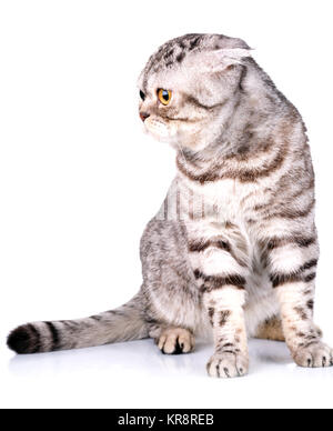 Scottish Fold cat bicolor bandes sur fond blanc Banque D'Images