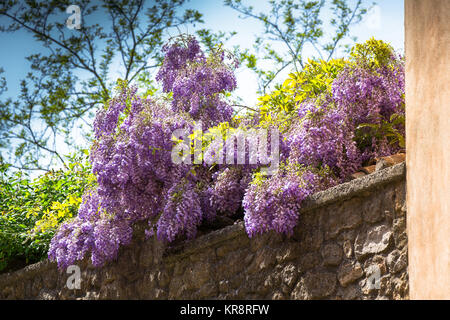 Mur envahi de plantes Banque D'Images