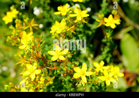 De belles fleurs de St.-John's wort Banque D'Images