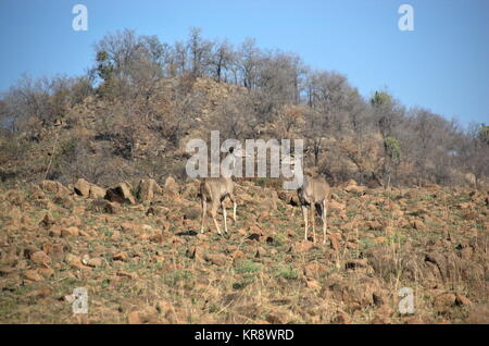 Impala au Parc National de Pilanesberg, North West Provinve, Afrique du Sud Banque D'Images