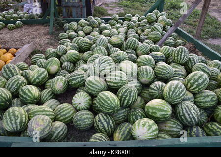 Recueillies dans un tas de melons et pastèques Banque D'Images