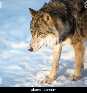 Eurasienne/grey wolf (Canis lupus) Banque D'Images