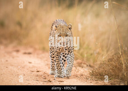 Un Léopard à marcher en direction de la caméra dans le Kruger. Banque D'Images