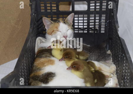 Mère de famille de chat pour les canetons Banque D'Images