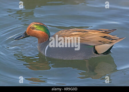 Green-Winged Teal dans un marais Banque D'Images