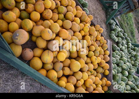 Recueillies dans un tas de melons et pastèques Banque D'Images