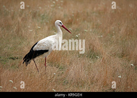 Cigogne blanche Ciconia ciconia Banque D'Images