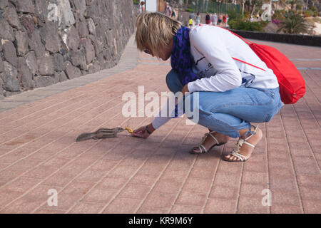 Drôle chipmunk animal avec femme de l'île de Fuerteventura, Espagne Banque D'Images