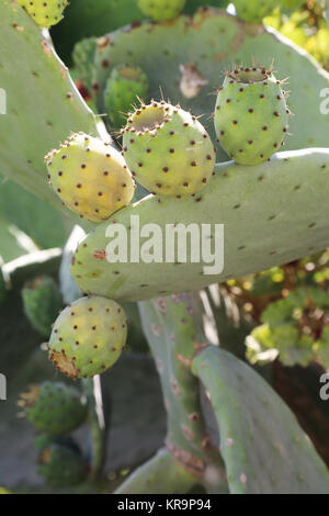 Rouge Fruit de cactus Banque D'Images