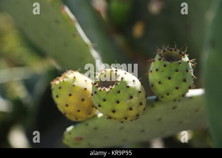 Rouge Fruit de cactus Banque D'Images