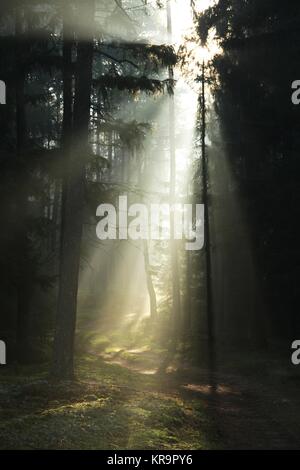 Les rayons du soleil perçant à travers la forêt Banque D'Images