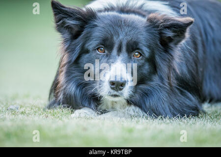 Chien Border Collie avec à l'appareil photo. Banque D'Images