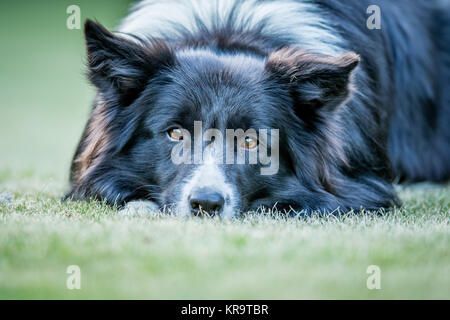 Chien Border Collie avec à l'appareil photo. Banque D'Images