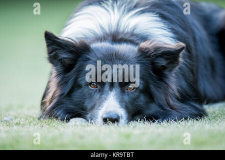 Chien Border Collie avec à l'appareil photo. Banque D'Images