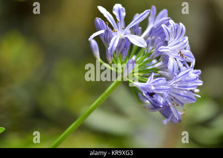 Les fleurs de l'Agapanthus Banque D'Images