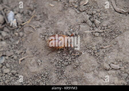 Melolontha orient sur le terrain Banque D'Images