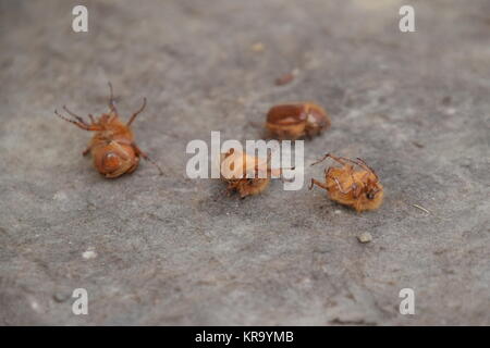 Melolontha orient sur le terrain Banque D'Images
