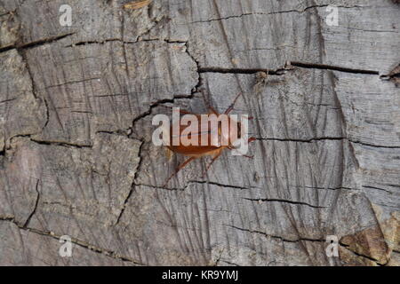 Melolontha orient sur le terrain Banque D'Images