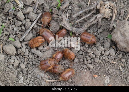 Melolontha orient sur le terrain Banque D'Images