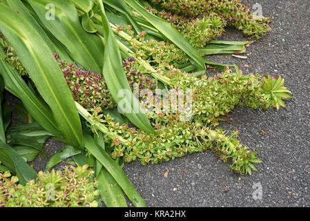 Eucomis comosa Banque D'Images