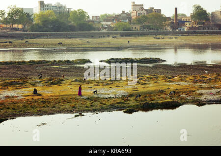 Les femmes de pâturage avec des chèvres sur la rivière Yamuna, New Delhi, Inde. Banque D'Images