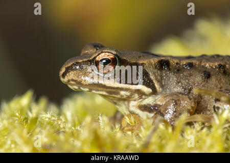 Grenouille Rousse (Rana temporaria) reposant sur une touffe de mousse sur une souche d'arbre. Thurles, Tipperary, Ireland. Banque D'Images