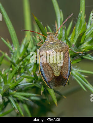 L'ajonc Shieldbug (Piezodorus lituratus) reposant sur un bush ajoncs (Ulex europaeus) dans les bois. Cahir, Tipperary, Irlande. Banque D'Images